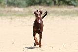 DOBERMANN 858